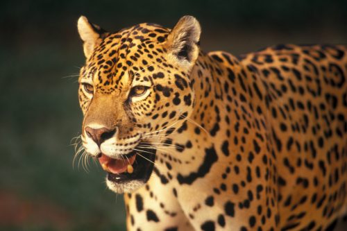 Jaguar en el Amazonas
