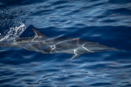 delfin