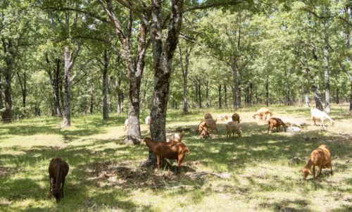 protecció medi rural Espanya