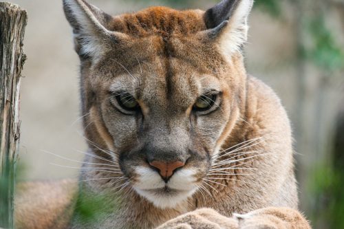 Primer plano de un puma