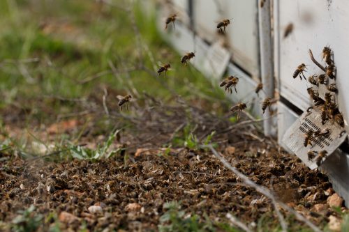 Abejas mueren al volver a la colmena en Mazarrón, Murcia