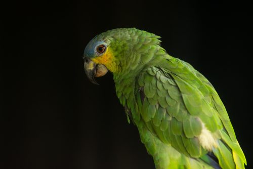 Amazona frentiazul en el Amazonas