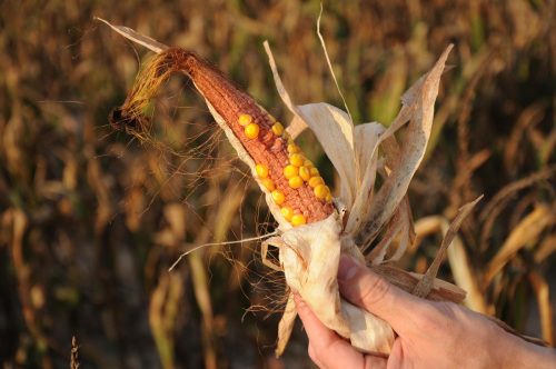 Primer plano de una mazorca de maíz