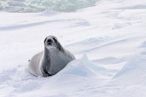 Una foca leopardo descansa sobre el hielo en el Océano Antártico