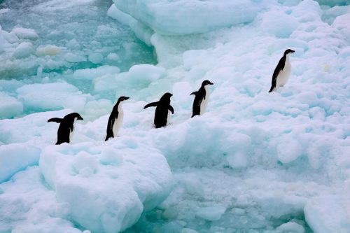 Un grupo de pingüinos adelaida caminan sobre el hielo en la Antártida