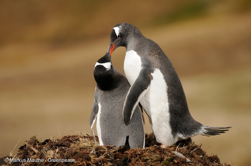 Pingüinos gentú en el puerto de Stromness, Georgia del Sur