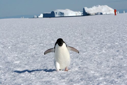 Un pingüino adelaida camina sobre el hielo en la Antártida
