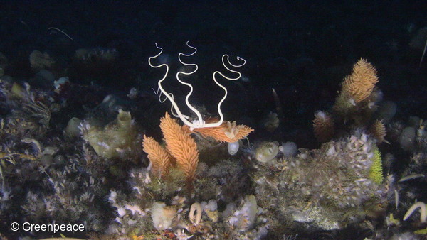 Imagen submarina del fondo del océano Antártico