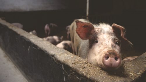 Carne granja industrial de cerdos