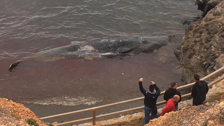 Cachalote varado en Cabo de Palos. Foto: Planeta Azul Centro de Buceo