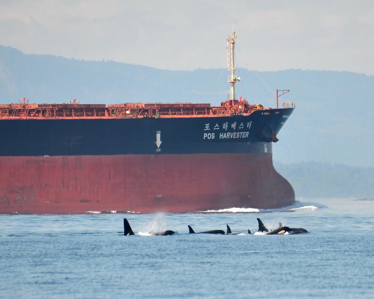 Un petrolero navega junto a varios cetáceos en el estrecho de Juan de Fuca, en la costa noroeste de Estados Unidos
