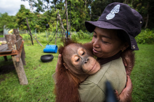 Orangután en un refugio en Indonesia