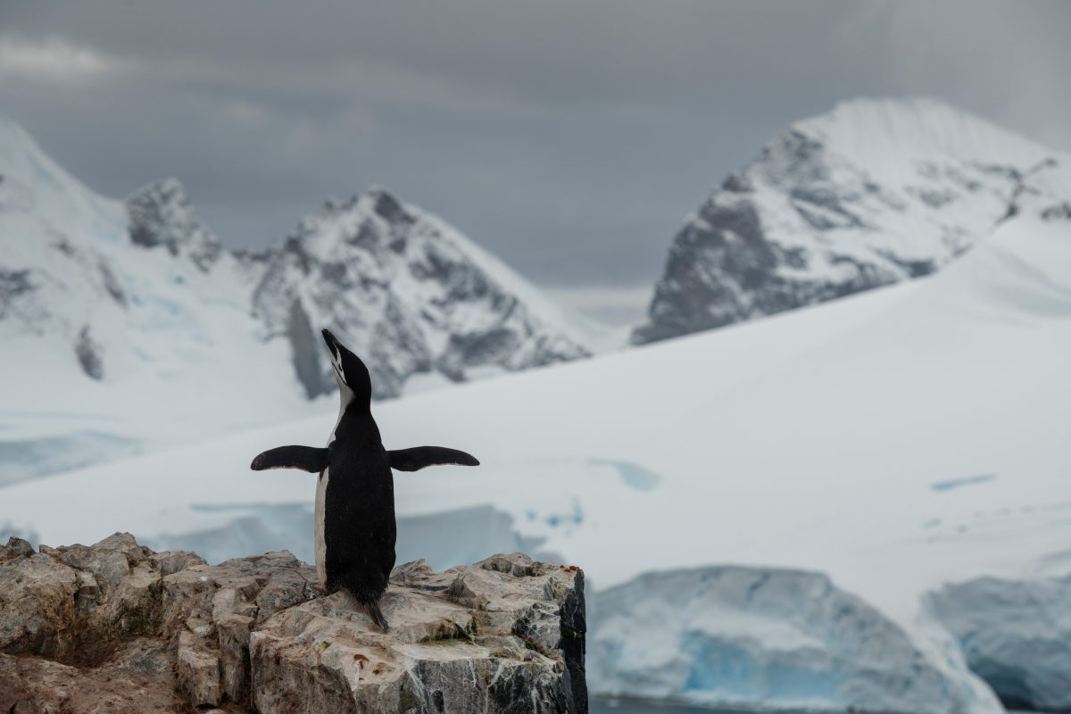 Pingüino en la Antártida