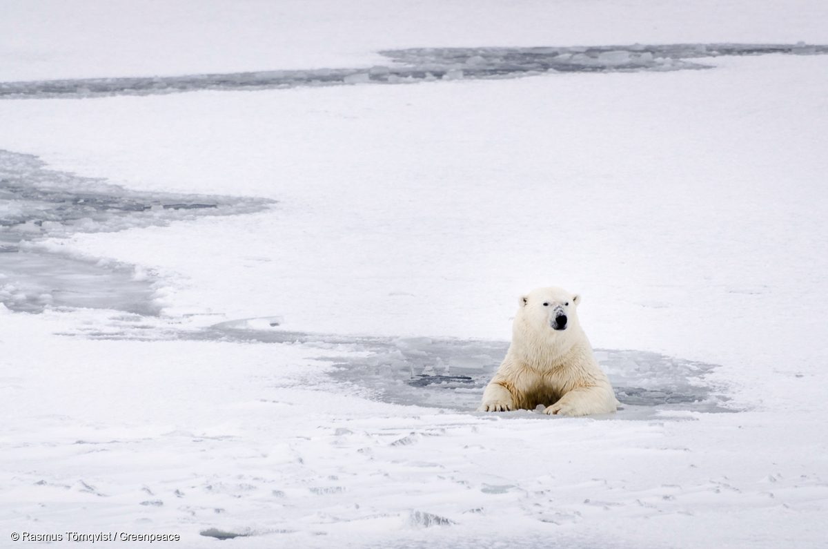 Un oso polar descansa en las gélidas aguas de Svalbard en 2016.