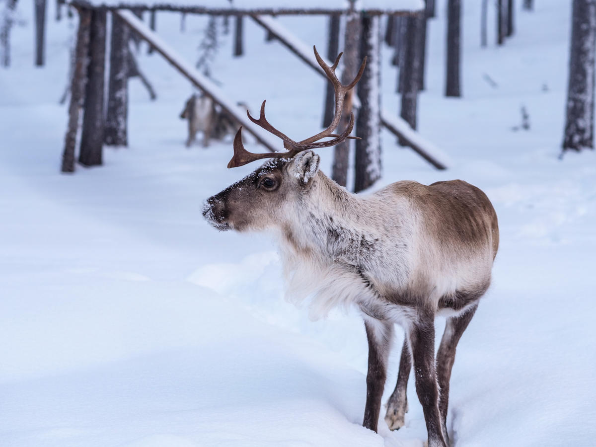 Un reno en el bosque de Sápmi, Finlandia.