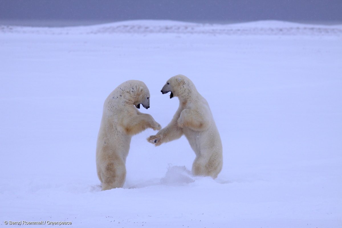 Dos osos polares se enfrentan en el hielo en la Bahía de Hudson en 2008.