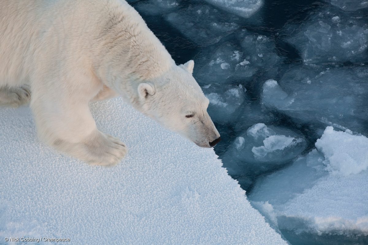 Un oso polar adulto que se acercó al Arctic Sunrise es fotografiado en el hielo al oeste de Svalbard en 2011