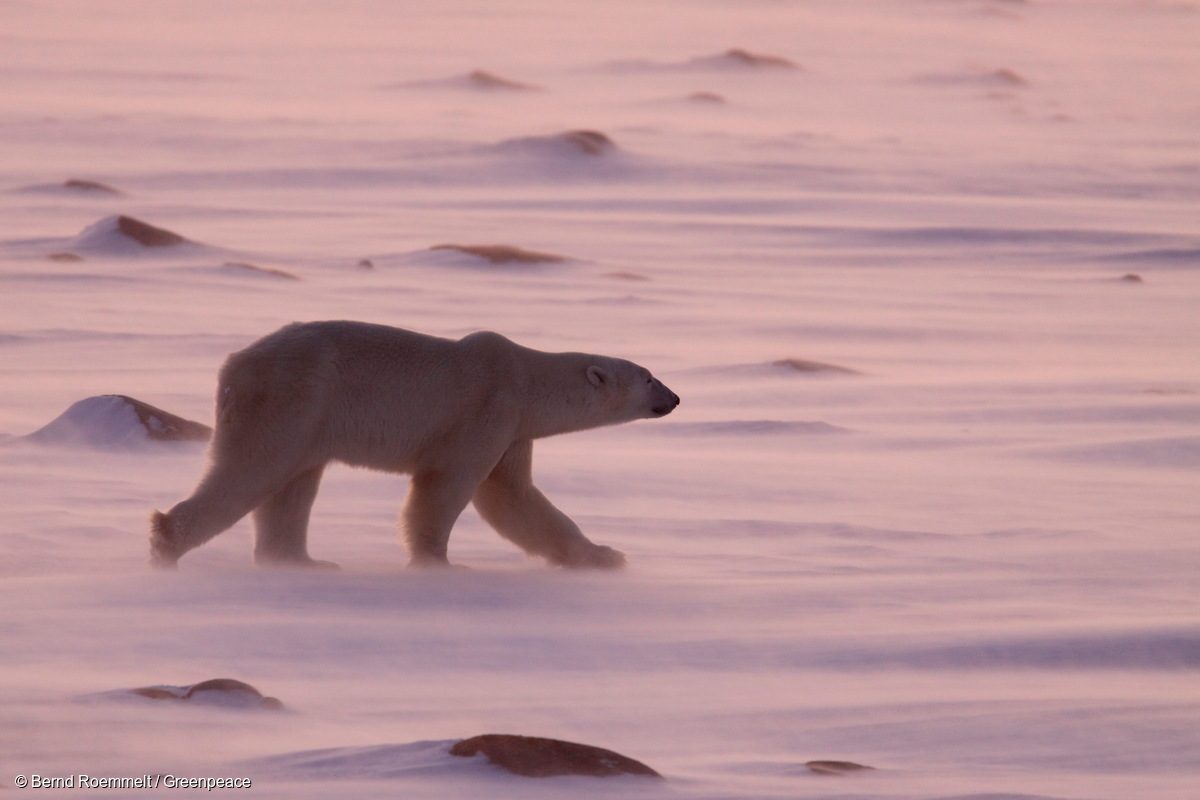 Un oso polar vaga en el hielo en la bahía de Hudson en 2008