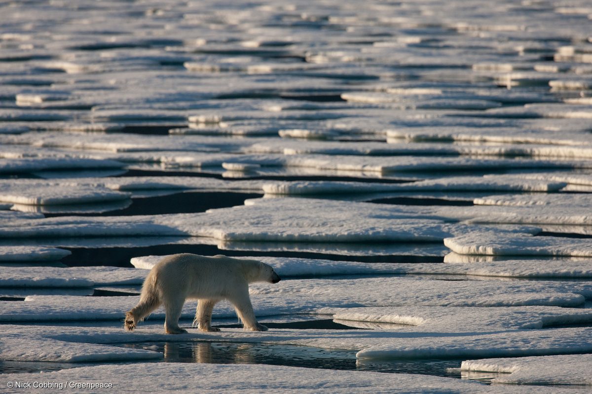 En 2009, un oso polar vaga por el hielo marino a la deriva en la Cuenca de Kane