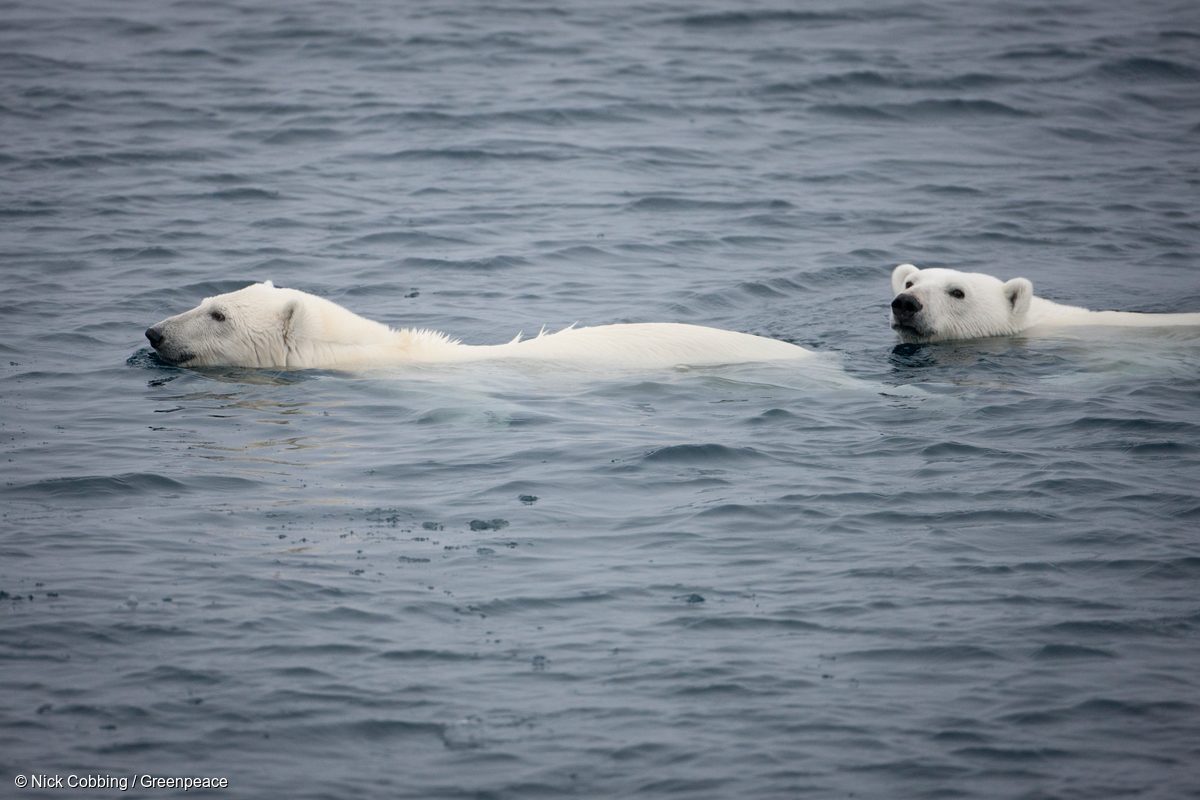Osos polares vistos desde la cubierta del Arctic Sunrise