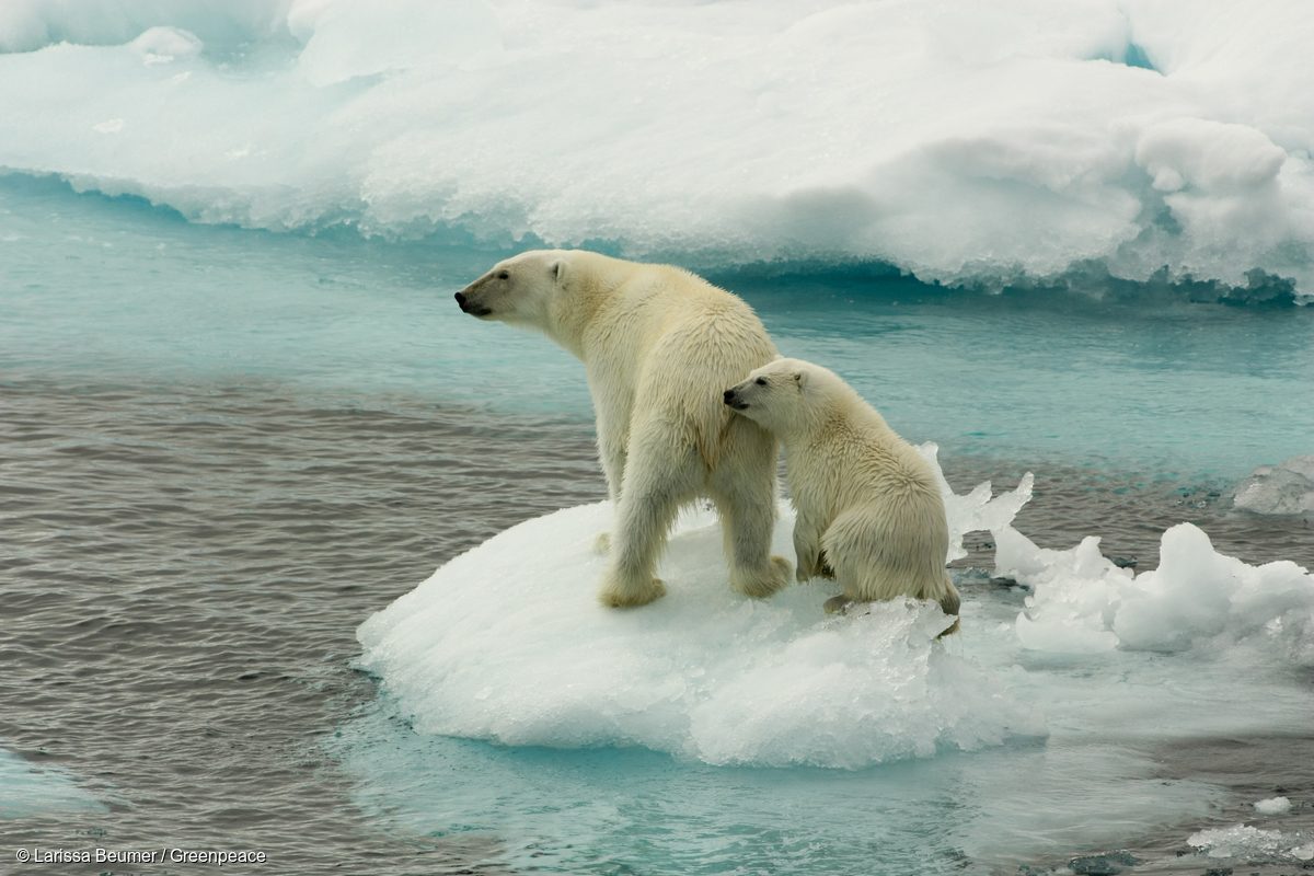 Una madre oso polar y su cría sobre el hielo marino