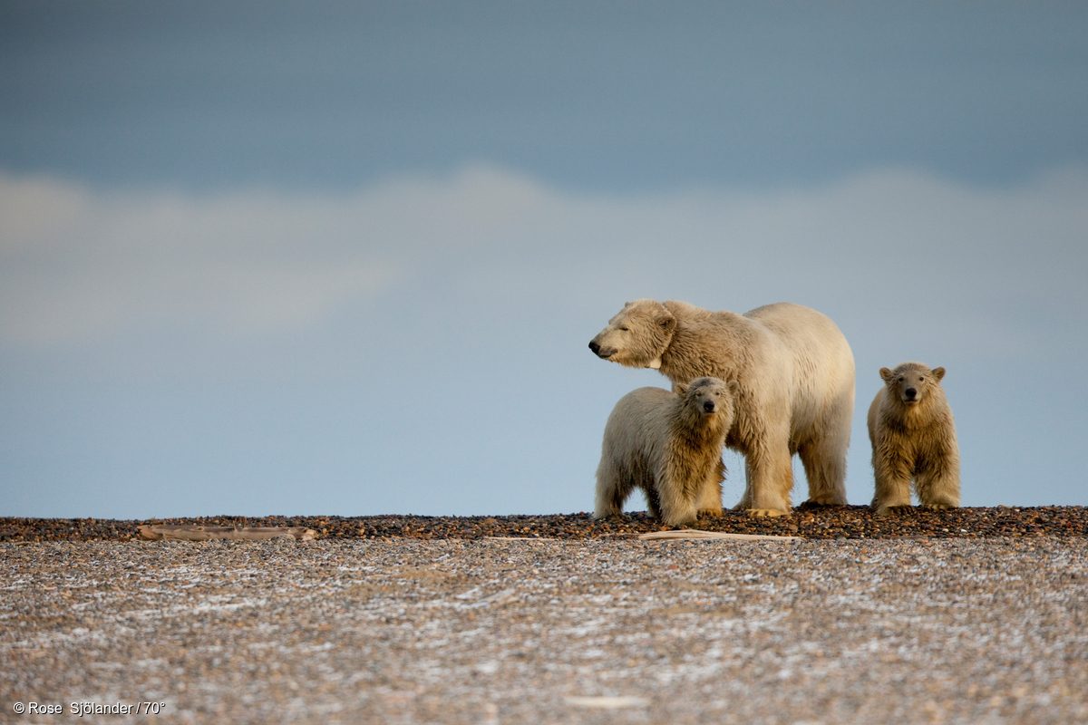 Una madre oso polar atrapada en tierra junto a sus dos crías