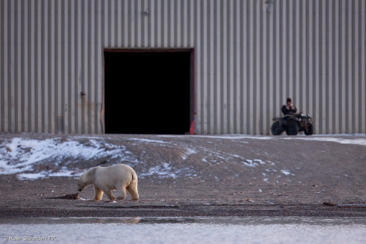 Un hombre vigila cómo un oso polar llega a la costa