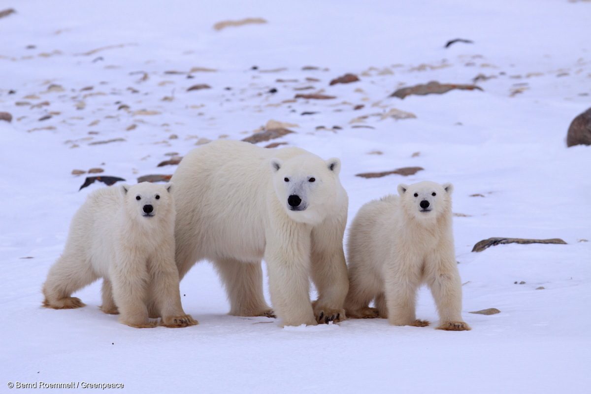Tres osos polares sobre el hielo en la Bahía de Hudson en 2008.