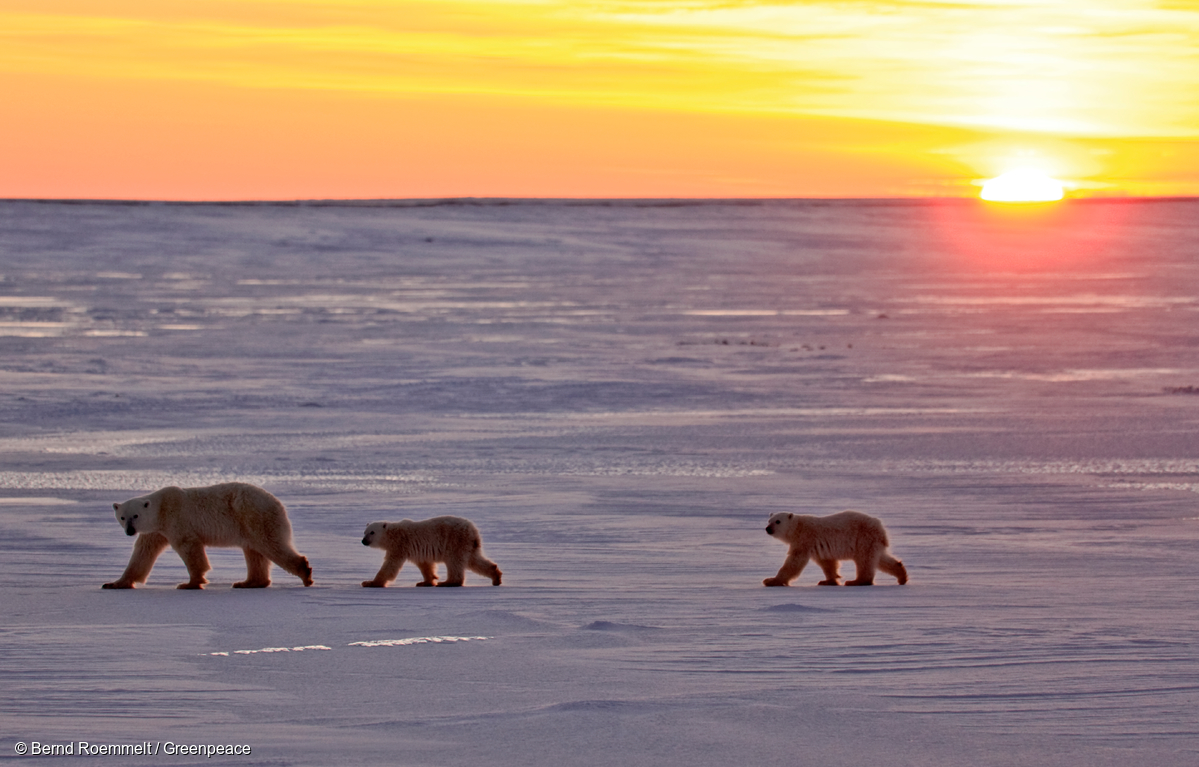 Osos polares vagan sobre la nieve. Cabo Churchill, Bahía de Hudson, Canadá en 2008.