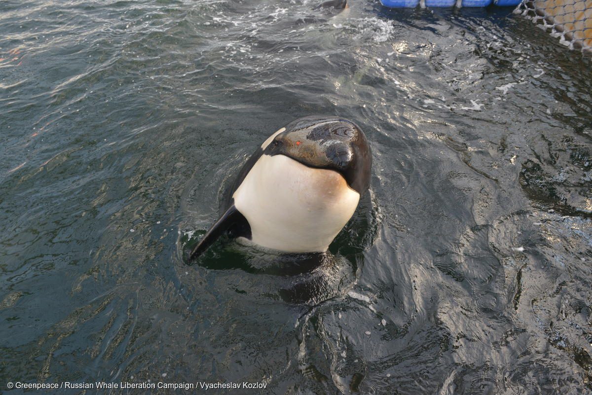 Orca cárcel cetáceos Rusia