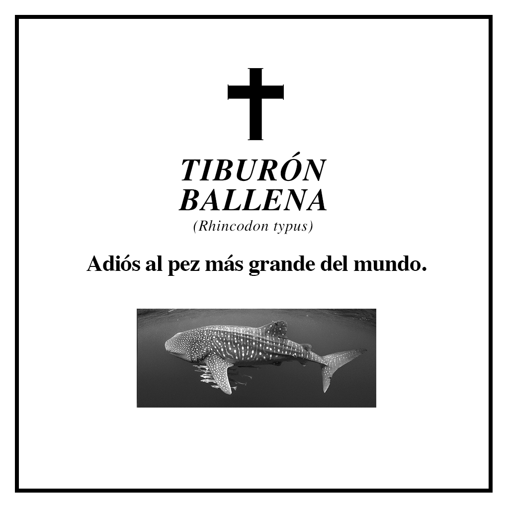 #RIPBiodiversidad tiburón