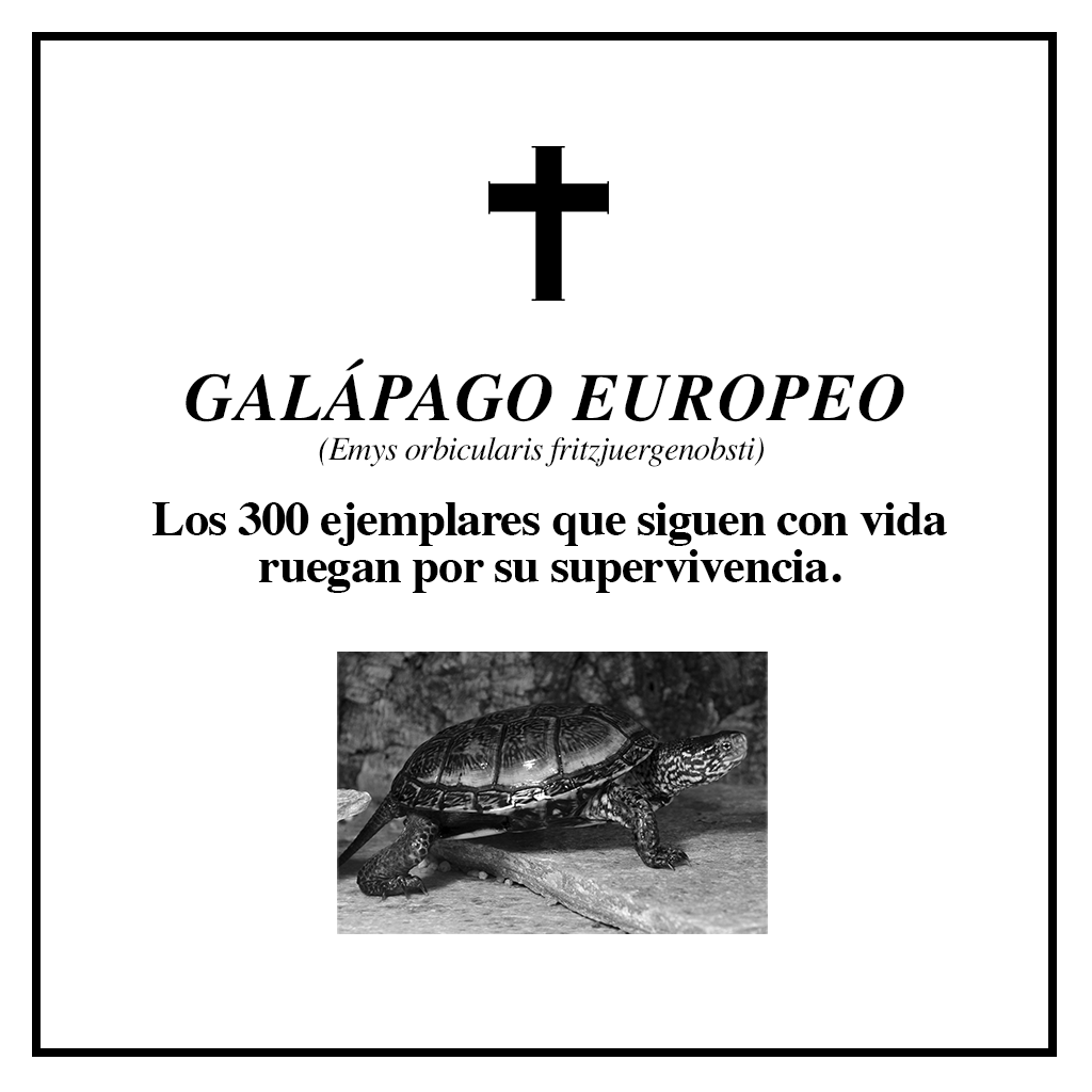 #RIPBiodiversidad galápago