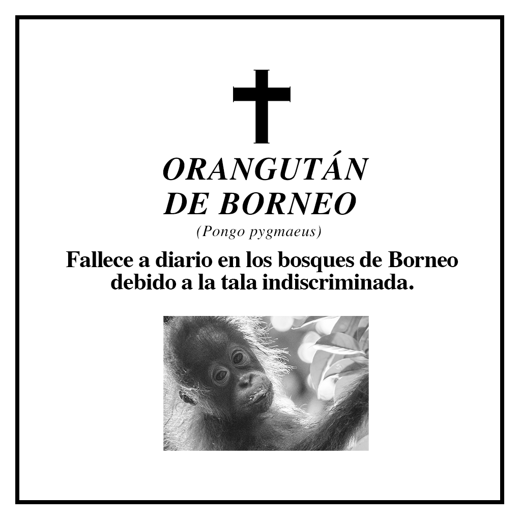 #RIPBiodiversidad orangután