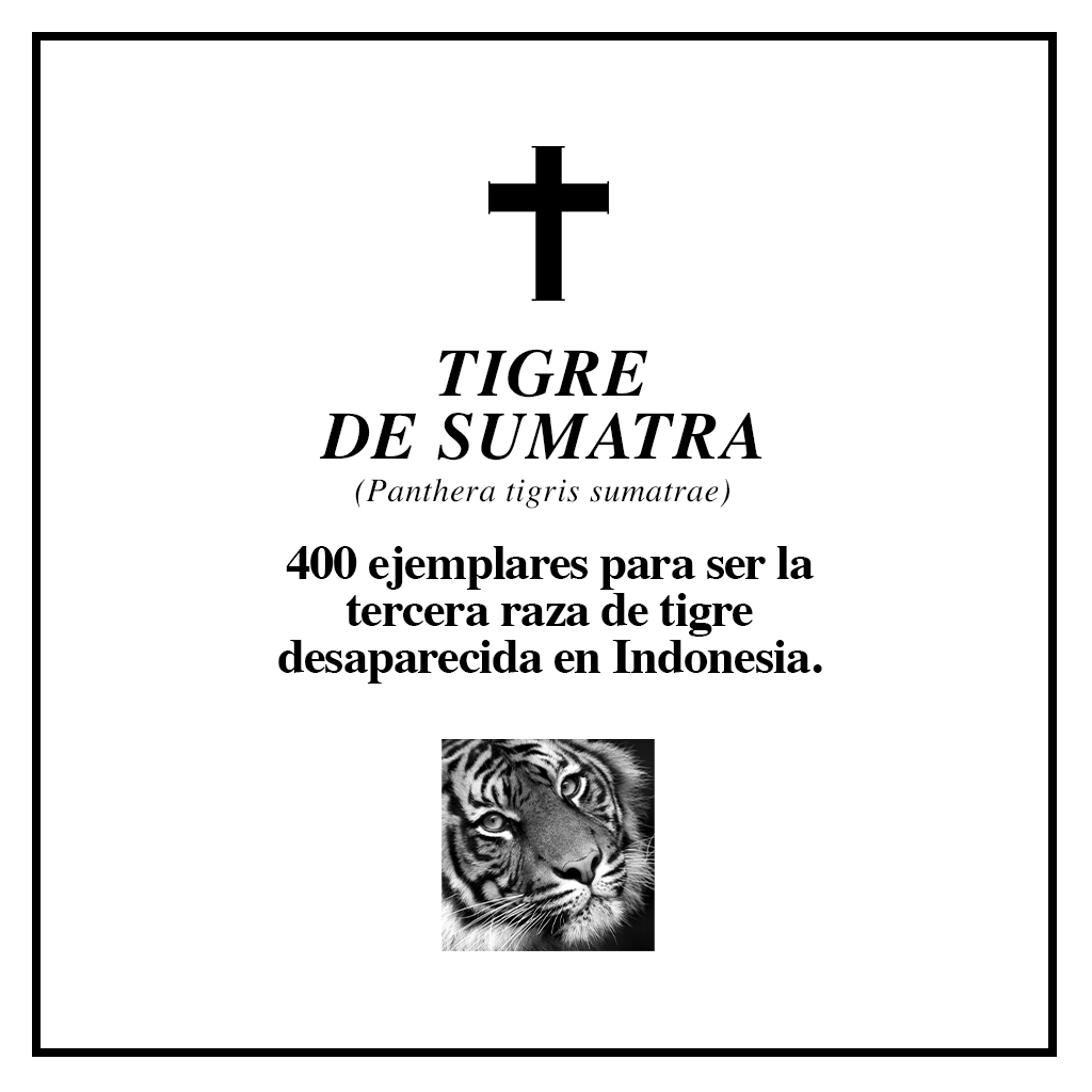#RIPBiodiversidad tigre