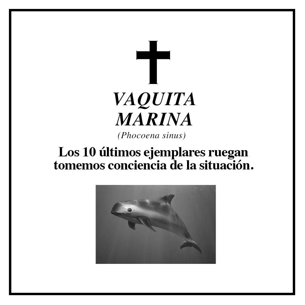 #RIPBiodiversidad vaquita