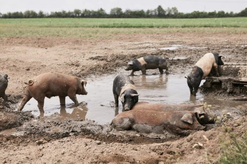 ganadería ecología