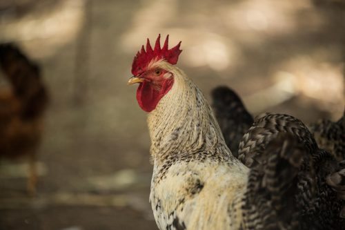 petición fin carne de ganadería industrial