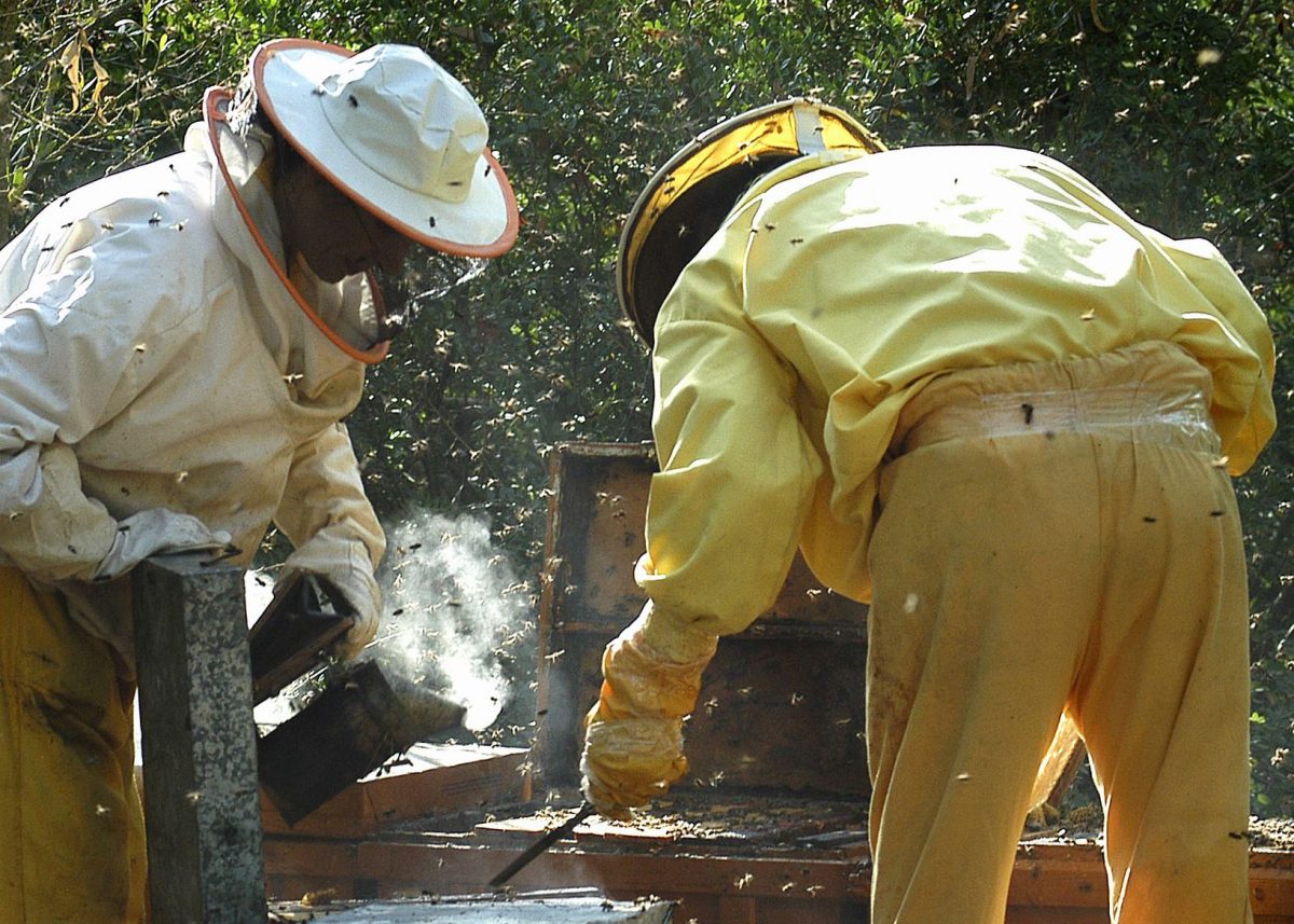 Granja apícola de la cooperativa Rancho Cortesano