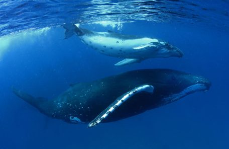 Ballenas jorobadas