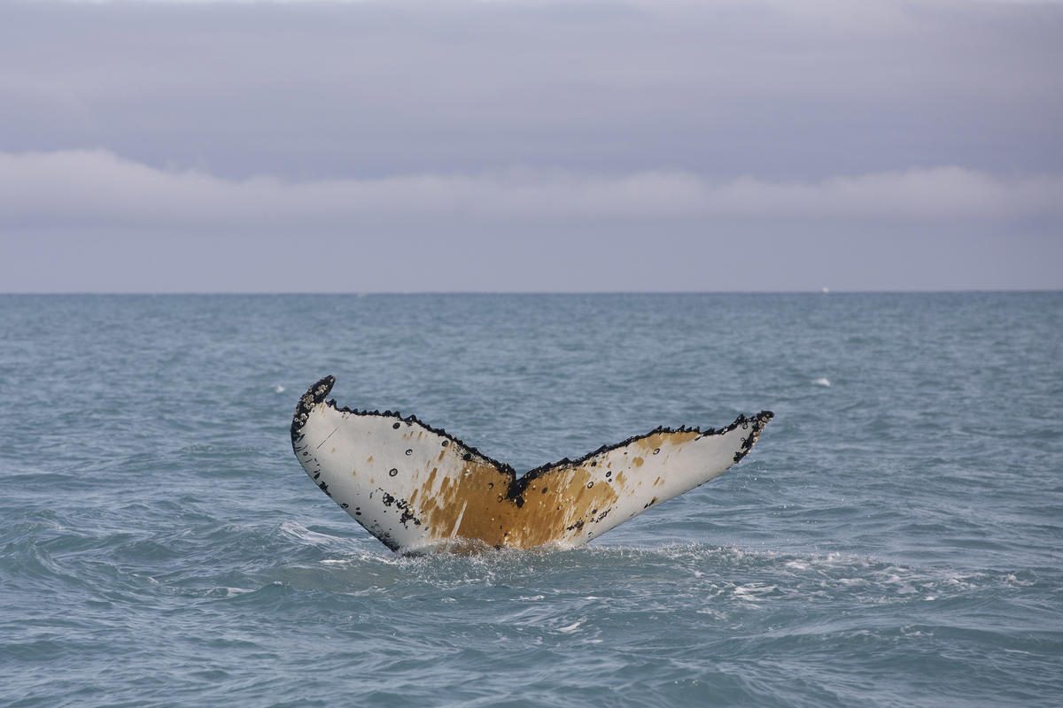 Aleta caudal de ballena jorobada cerca de la isla Elefante, en la Antártida.