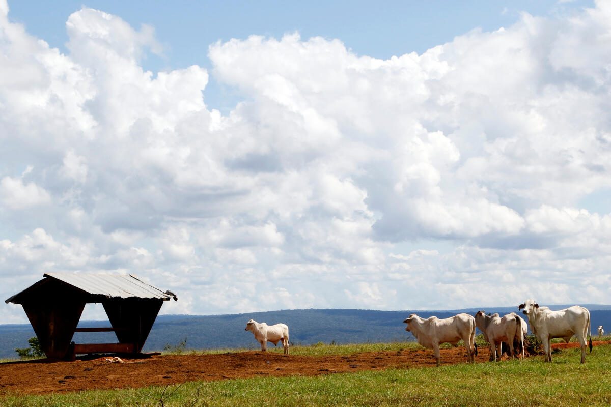 Ganado pastando en el Parque Estatal Ricardo Franco