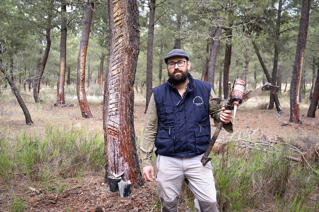 Explotación forestal en Navas de Oro, Segovia