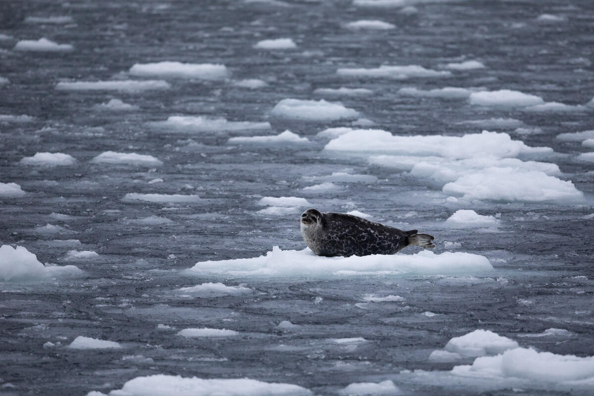 Foca ocelada en el Ártico