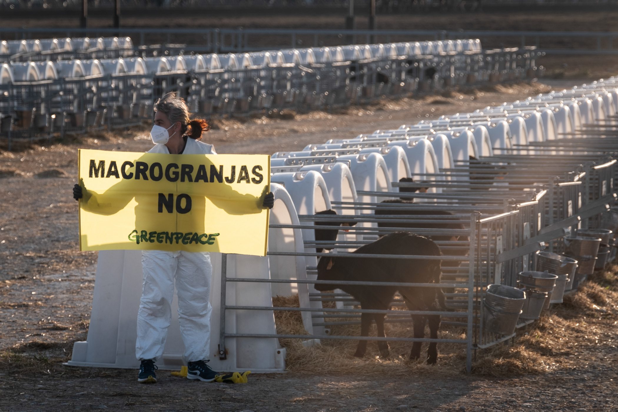 Acción de Greenpeace en la macrogranja industrial de Caparroso,