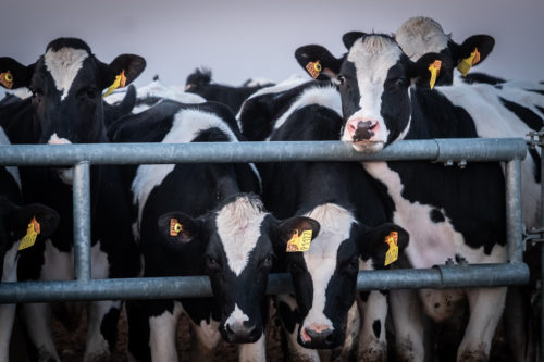 Macrogranja de vacas en Caparroso