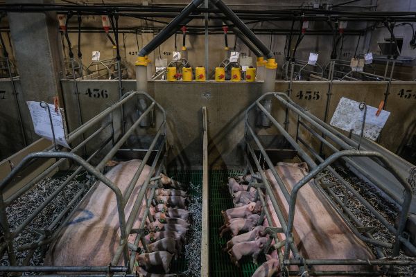 macrogranjas hacinamiento-animales