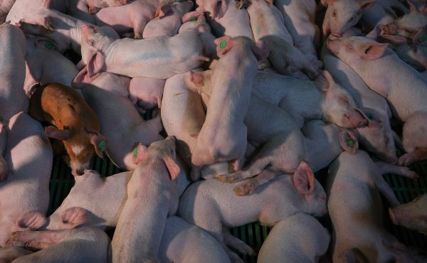 vida-cerditos-macrogranja