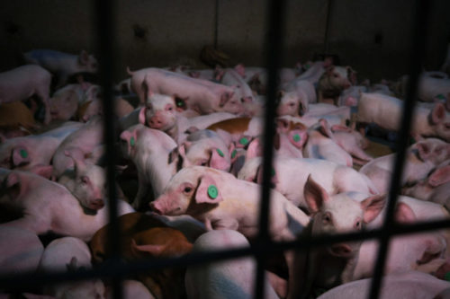 Ganadería intensiva de cerdos