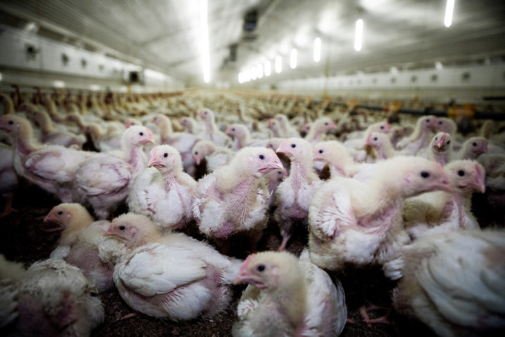 Pollos en granja de engorde