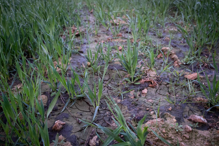 Nitratos por la macroexplotación de vacuno de Caparroso (Navarr